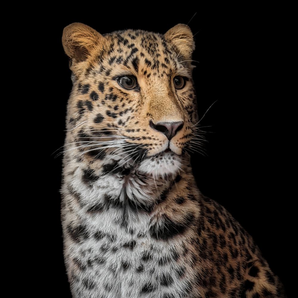 Photograph by Дудников Александр