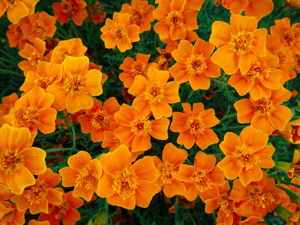 Photograph by Елена Гарипова