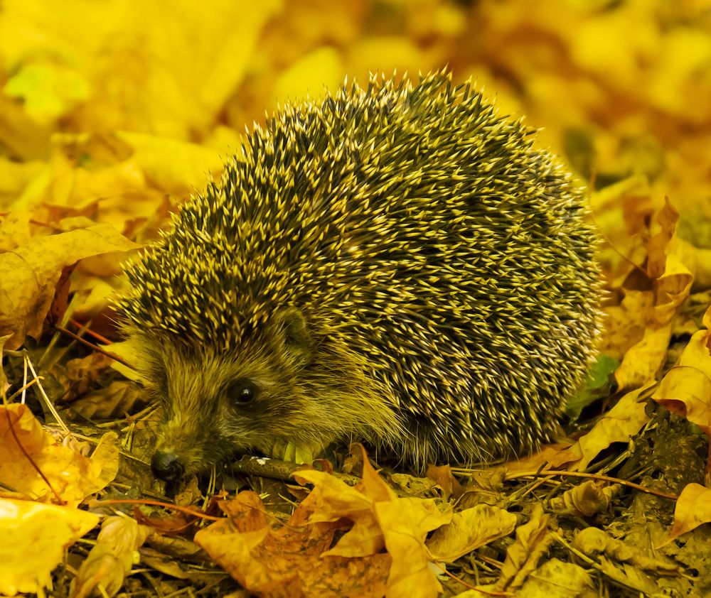 Photograph by Алексей Патлах