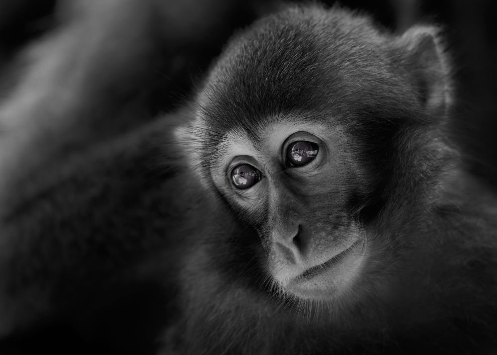 Photograph by Kaisyakuji Yushi