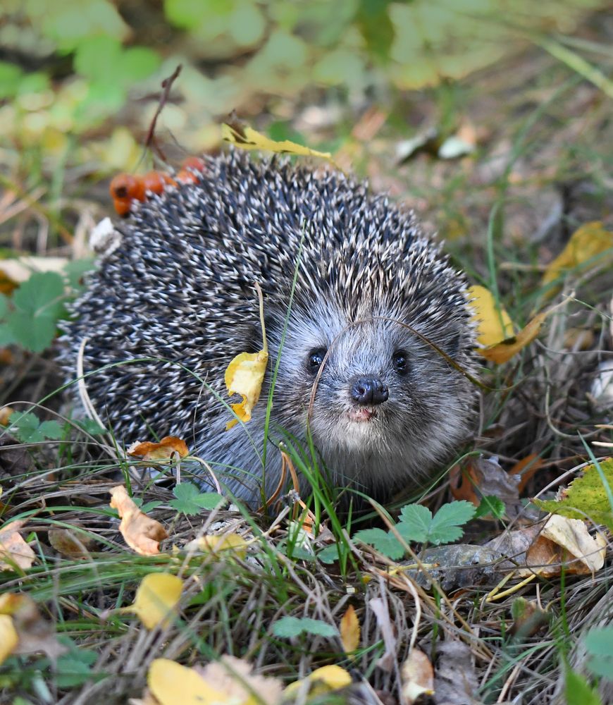 Я добрый, но колючий