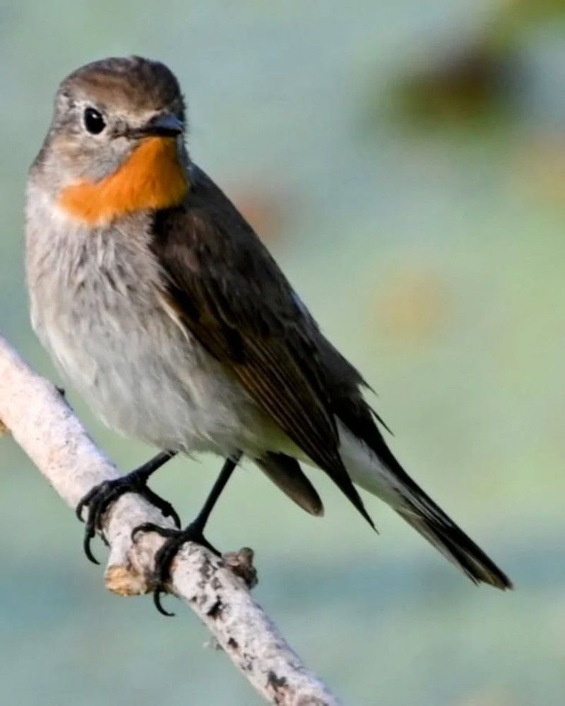 Taiga fly catcher male