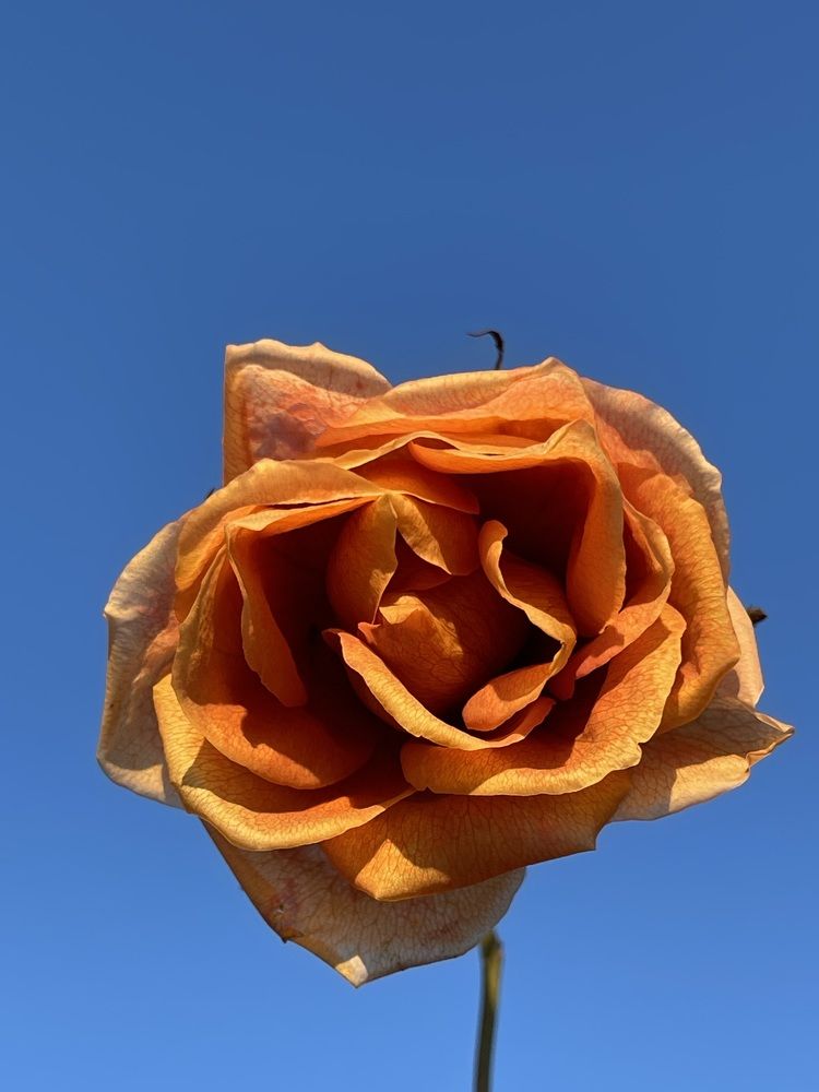 Photograph by Екатерина Павловец