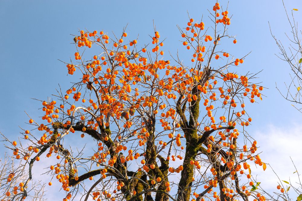 Photograph by Наталья Кокорина