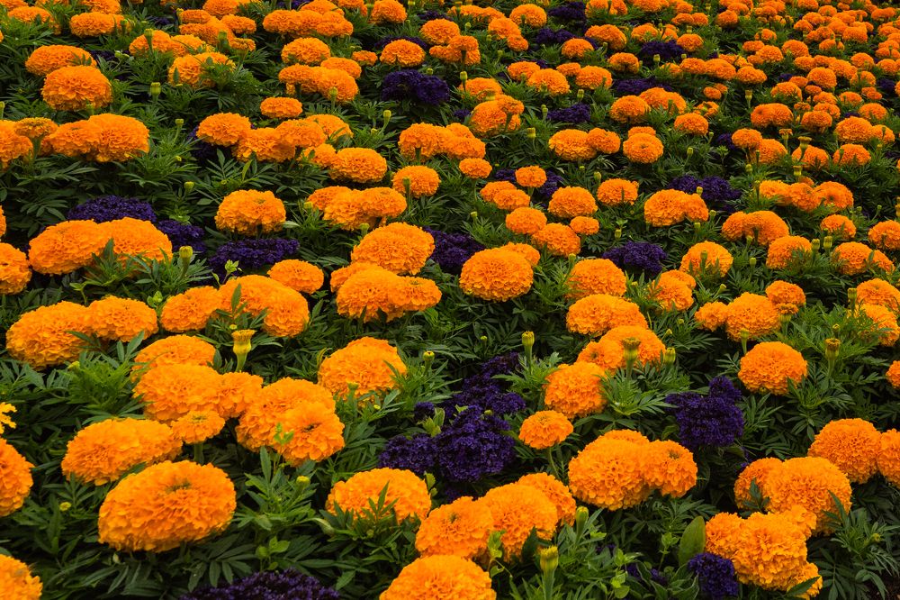 Photograph by Dace Spalvina