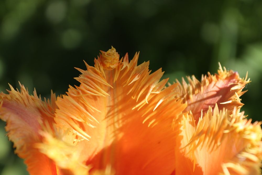 Photograph by Ирина Садовникова