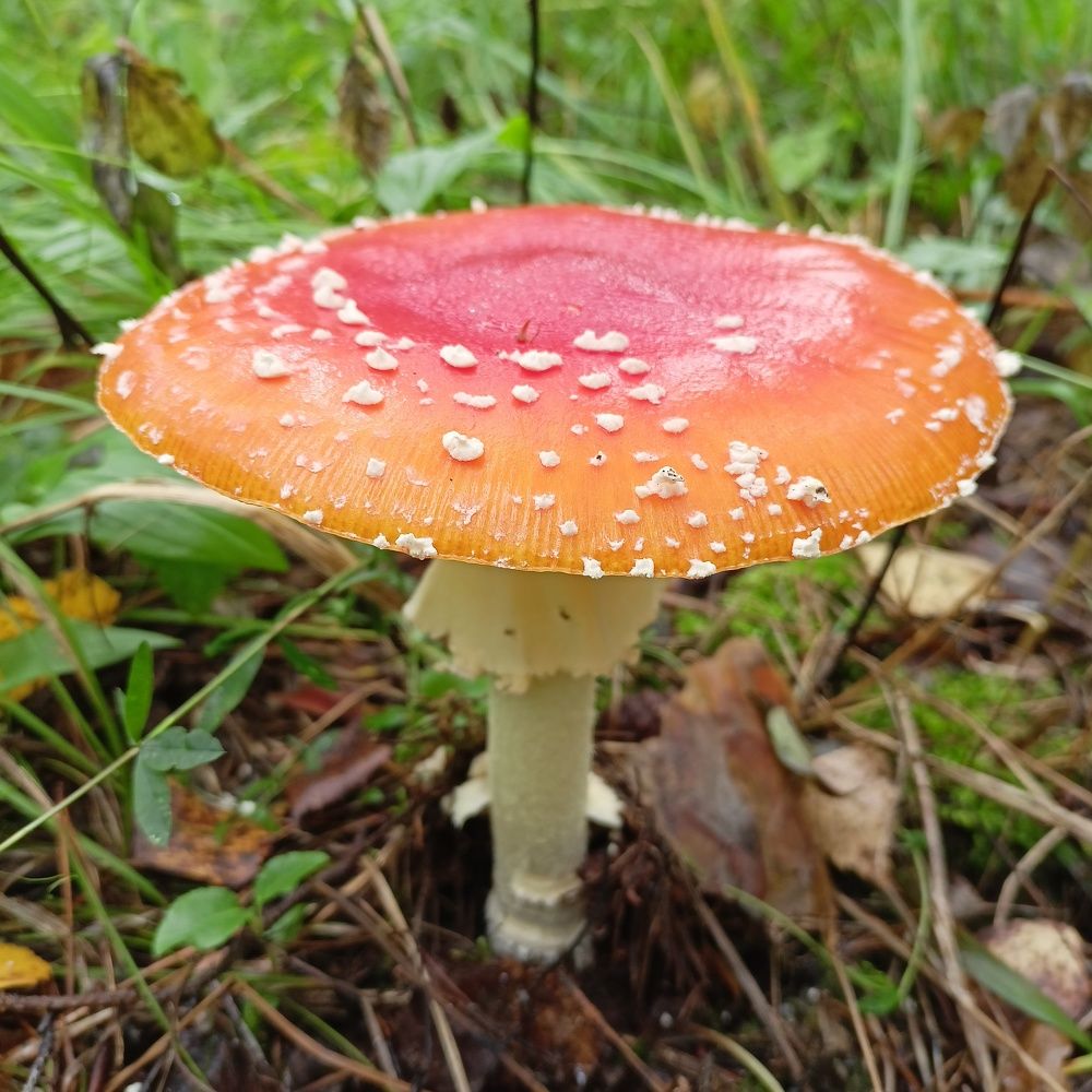 Photograph by Анастасия Горбачева