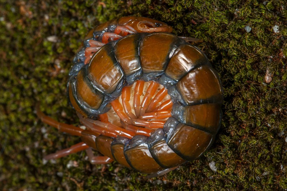 Photograph by Chamara Sulakkhana Polwatta Siriyalage