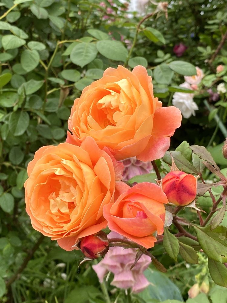 Фотография автора Ирина Бакалова