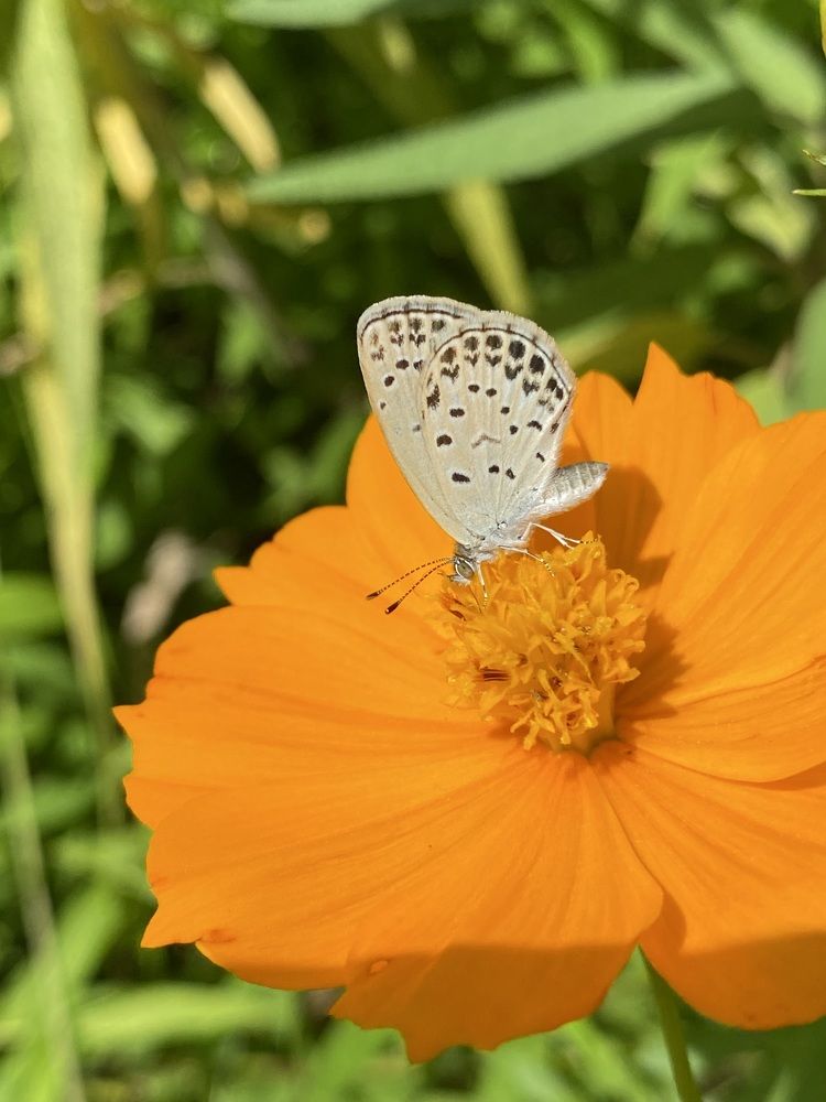 Фотография автора Ирина Бакалова