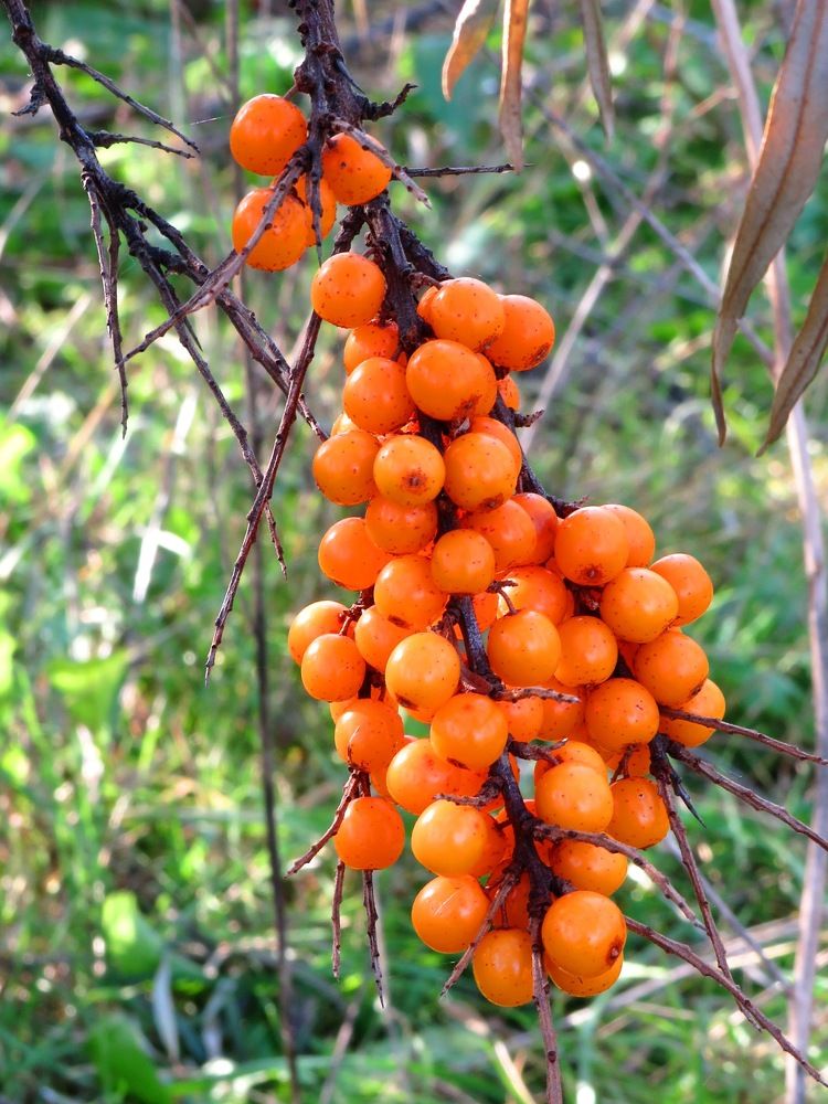 Гроздь облепихи