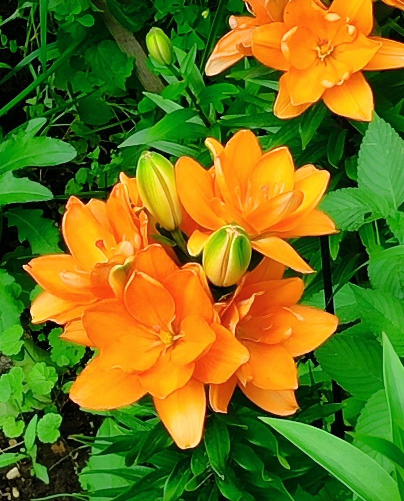 Цветы лилии