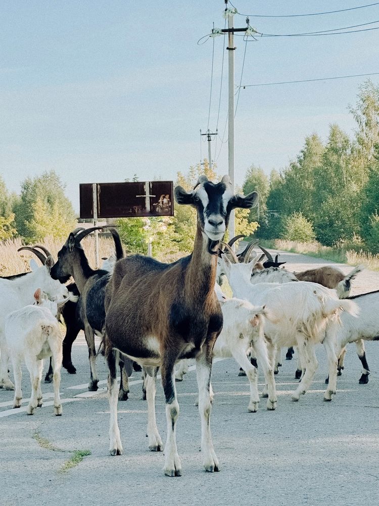 Photograph by Анастасия Конина