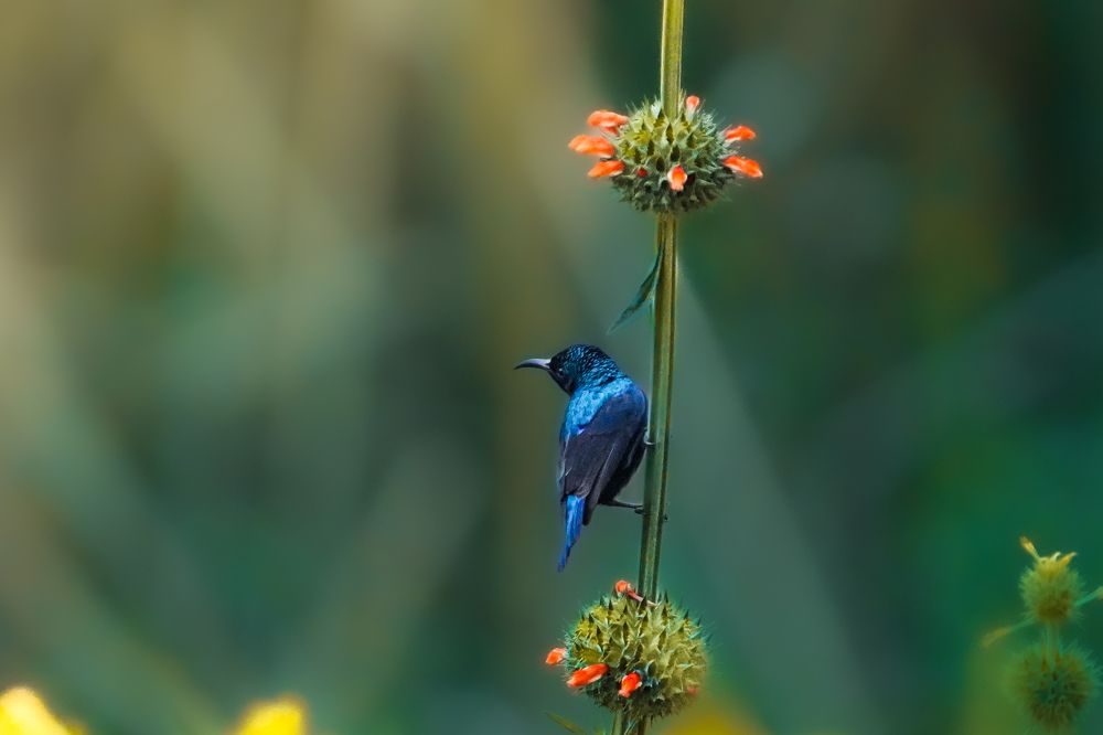 Purple Sunbird in Bloom