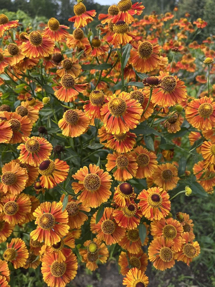 Фотография автора Мария Жданова