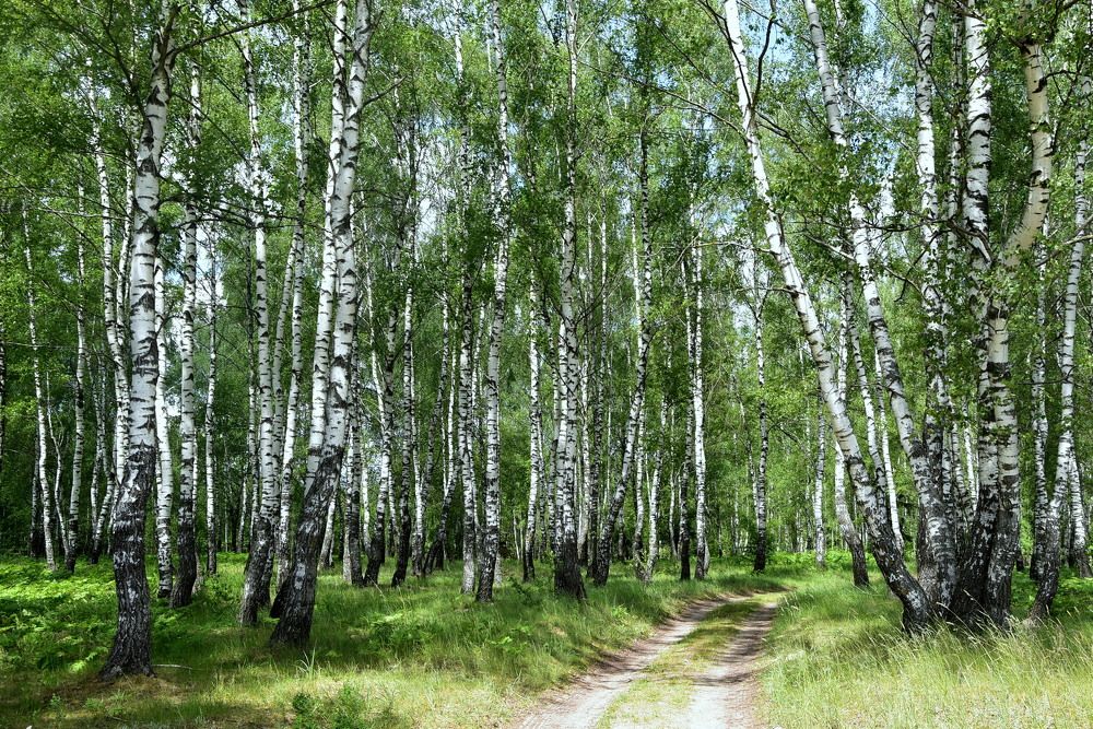 Photograph by Dimon Grinih