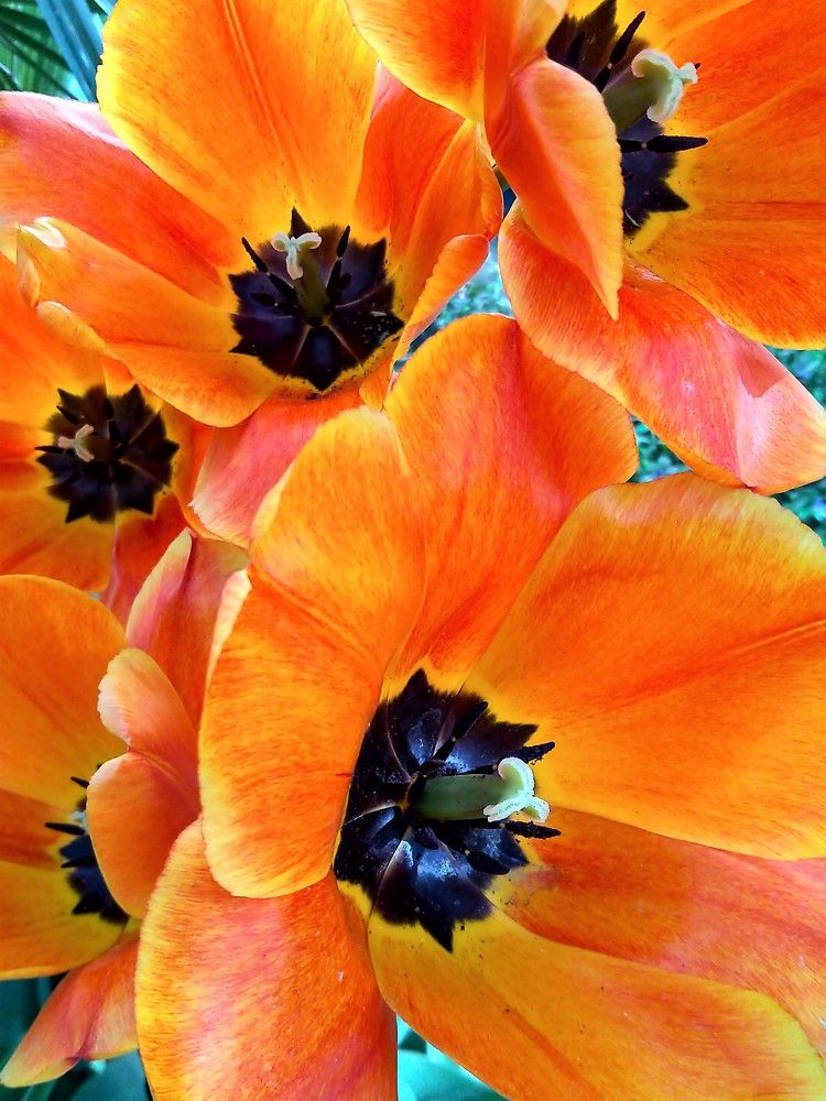 Шелковое пламя / Silk Flame