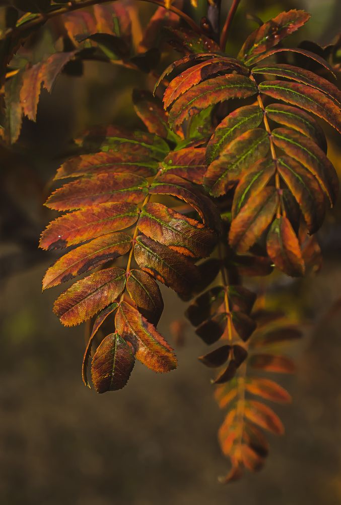 Photograph by Муза Латинская