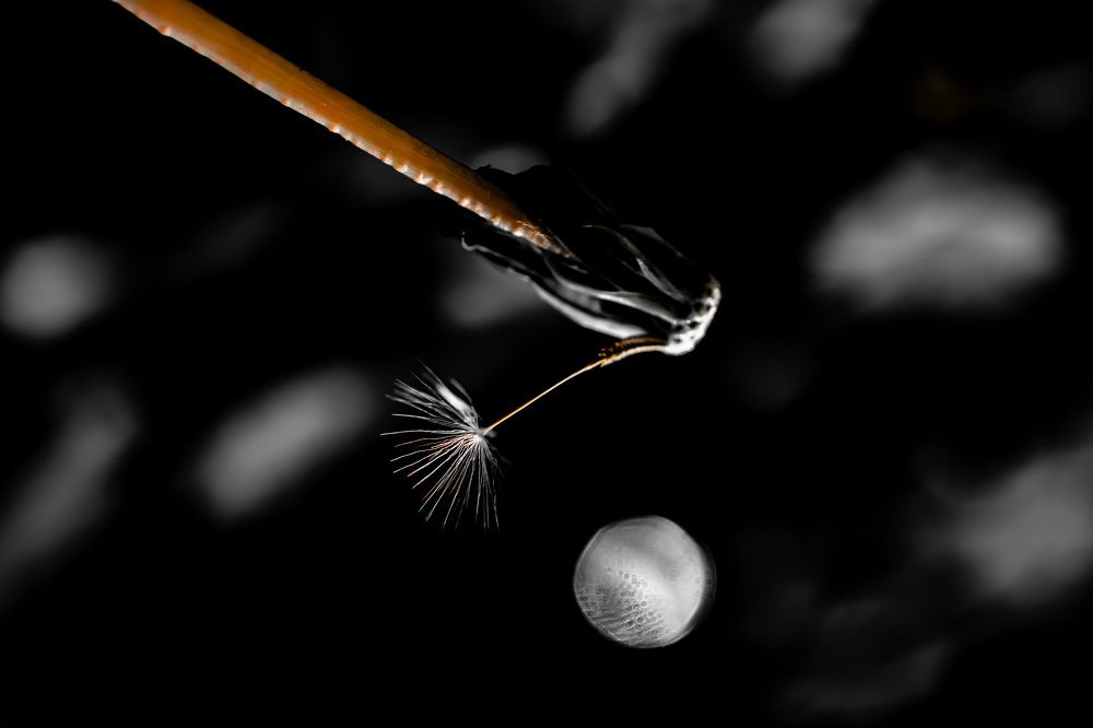 Photograph by Муза Латинская