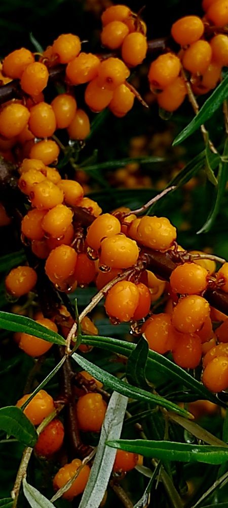 Photograph by Татьяна Солтан