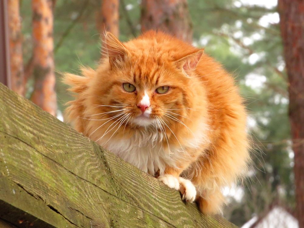 Деревенский Рыжик