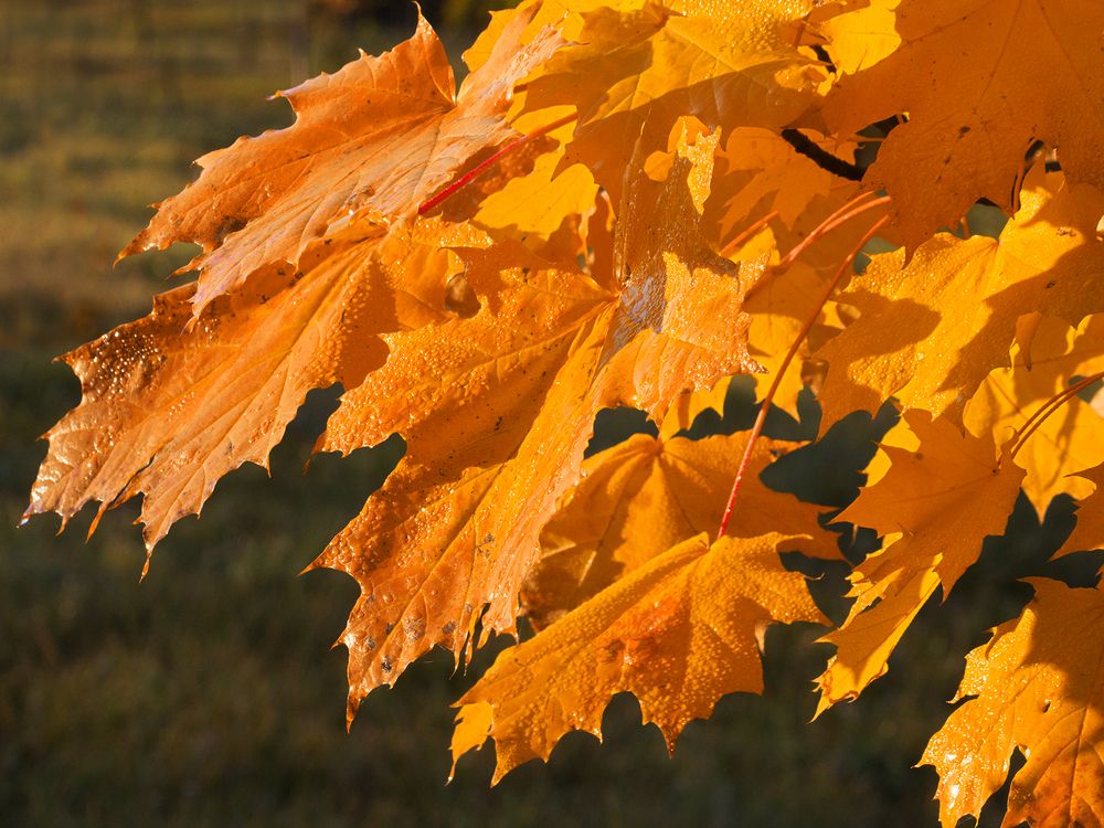 Фотография автора Борис Журавлёв