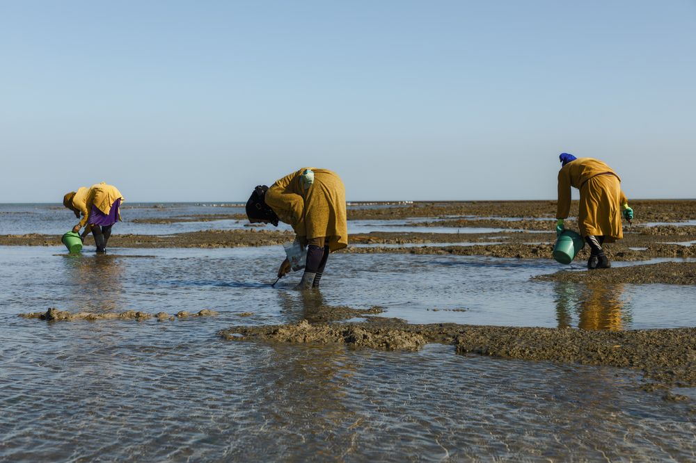 Oysters: our unique livelihood