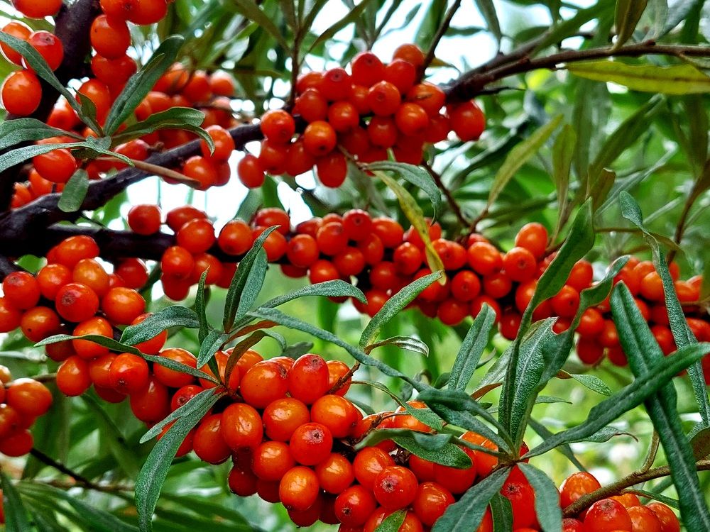 Фотография автора Анастасия Куликова