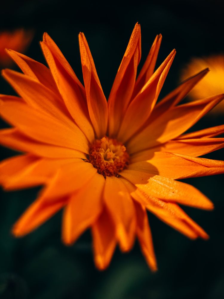 Фотография автора Юлия Осетрова