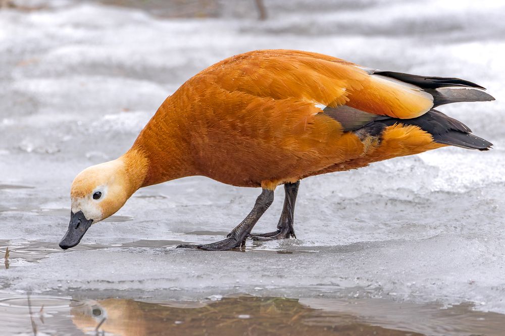 Photograph by Вера Машина