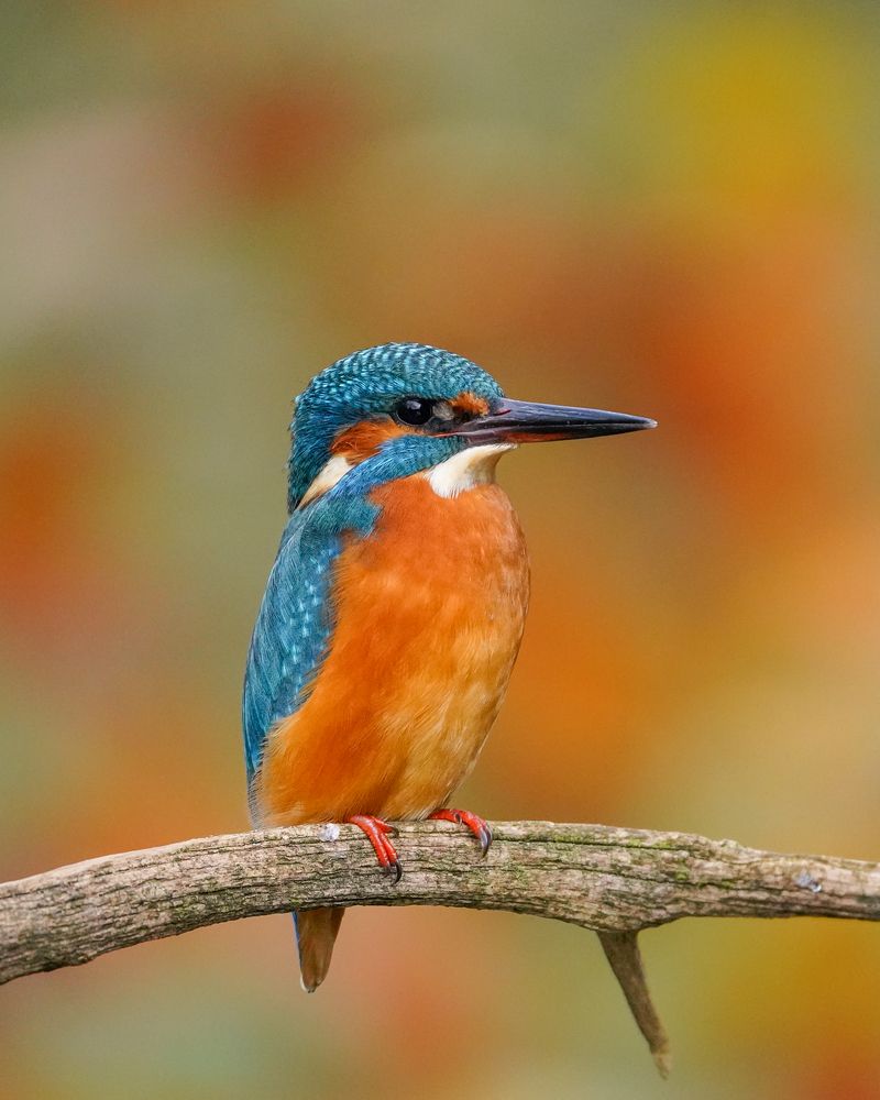 Photograph by Оксана Дорн