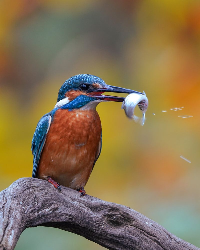 Фотография автора Оксана Дорн