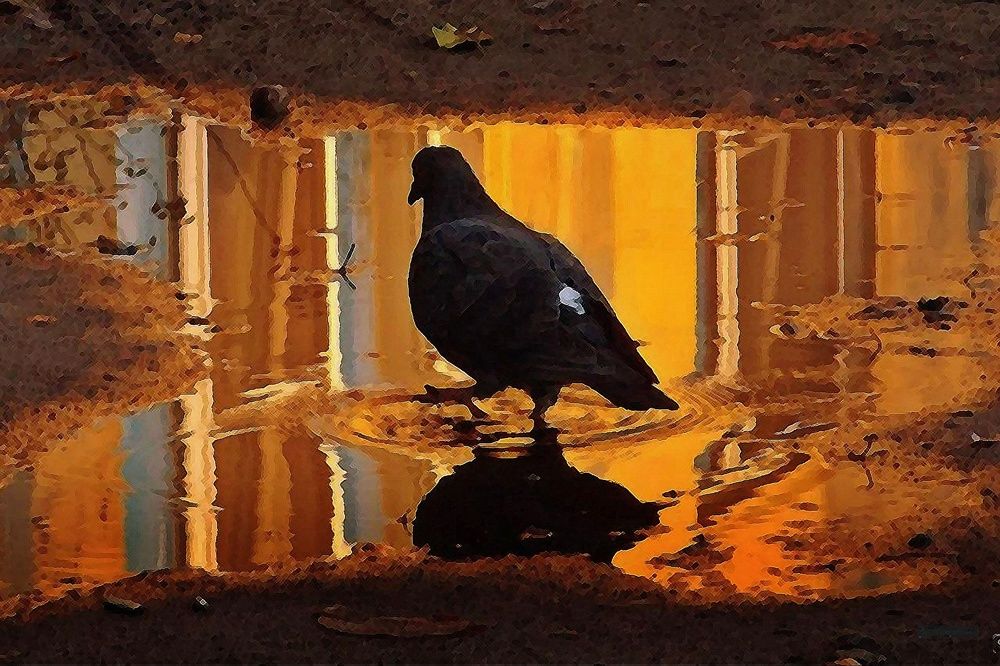 Фотография автора Вера,  Саша  Натан Фотогруппа ВЕСНА