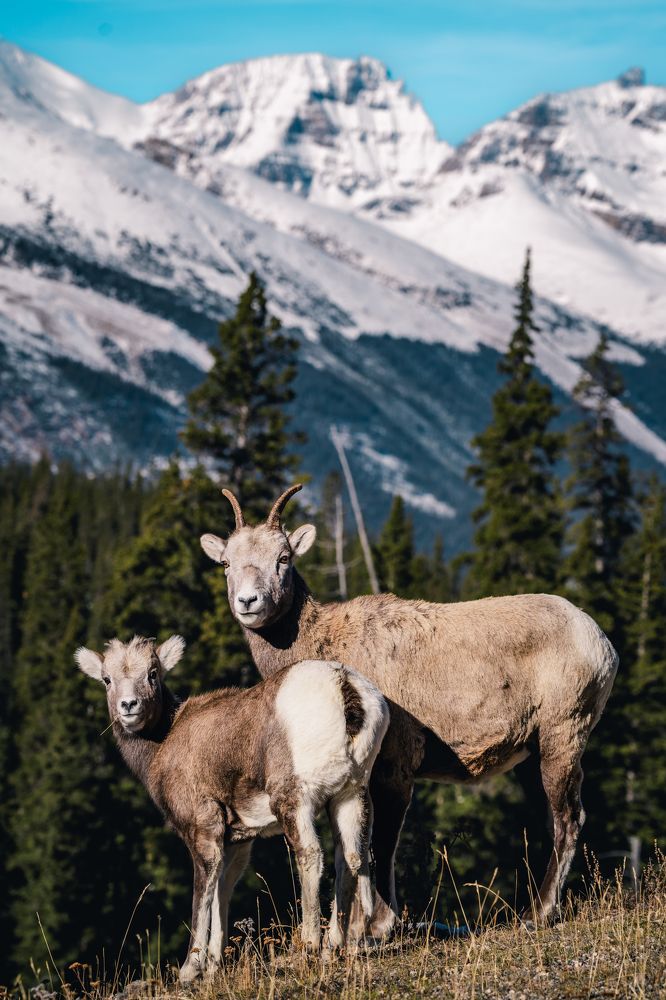 Bighorn Family