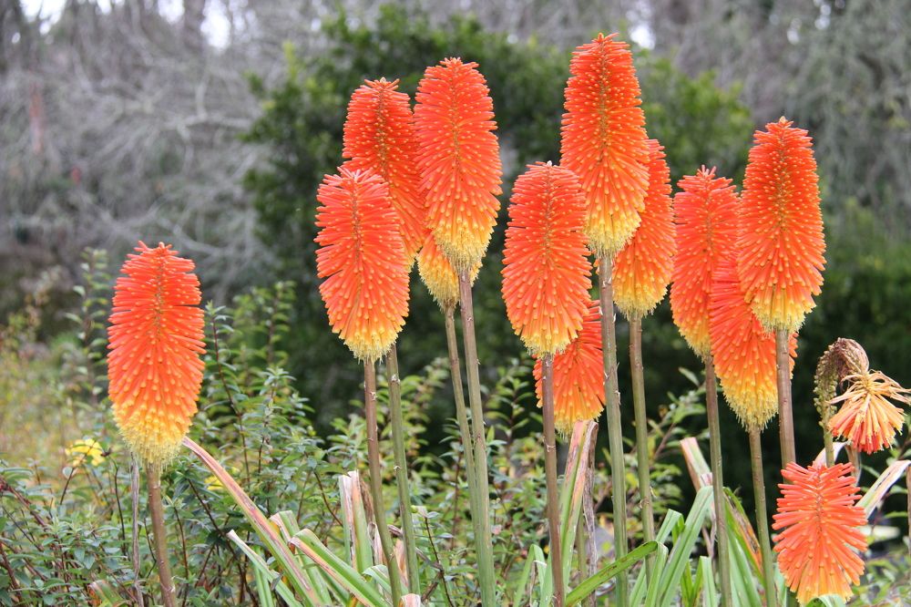 Огонь костра