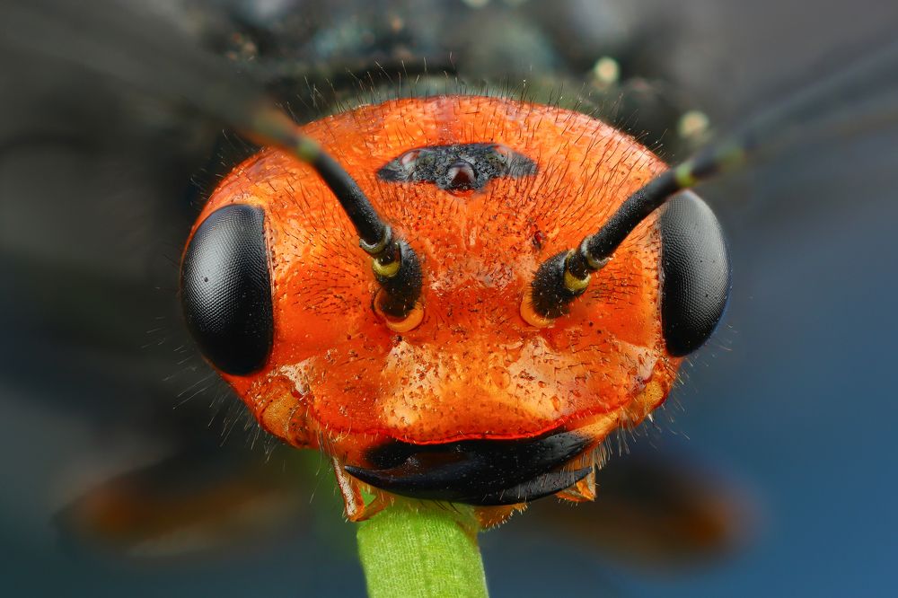 Фотография автора Андрей Шаповалов