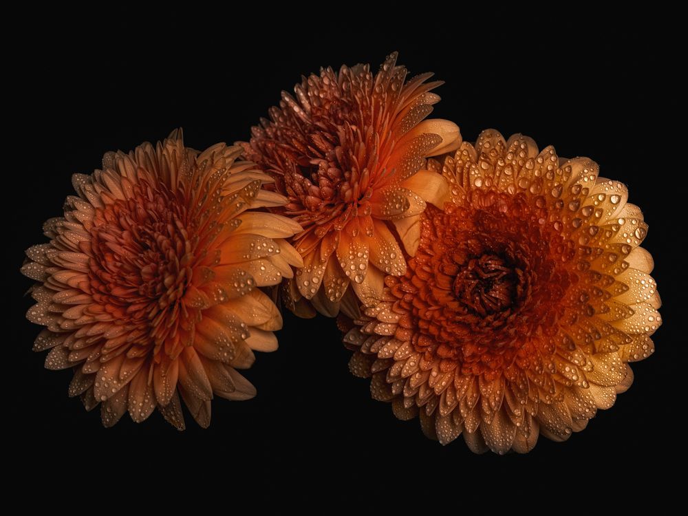 Photograph by Anya Lo