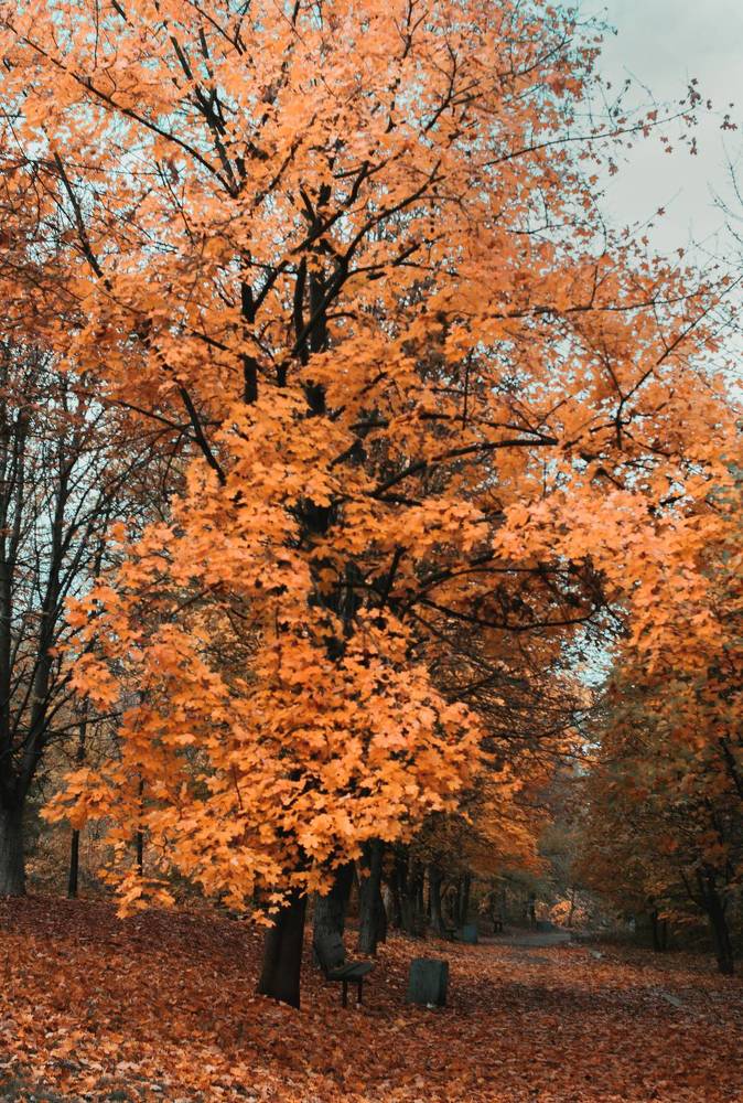 Photograph by Дмитрий Тютюнник