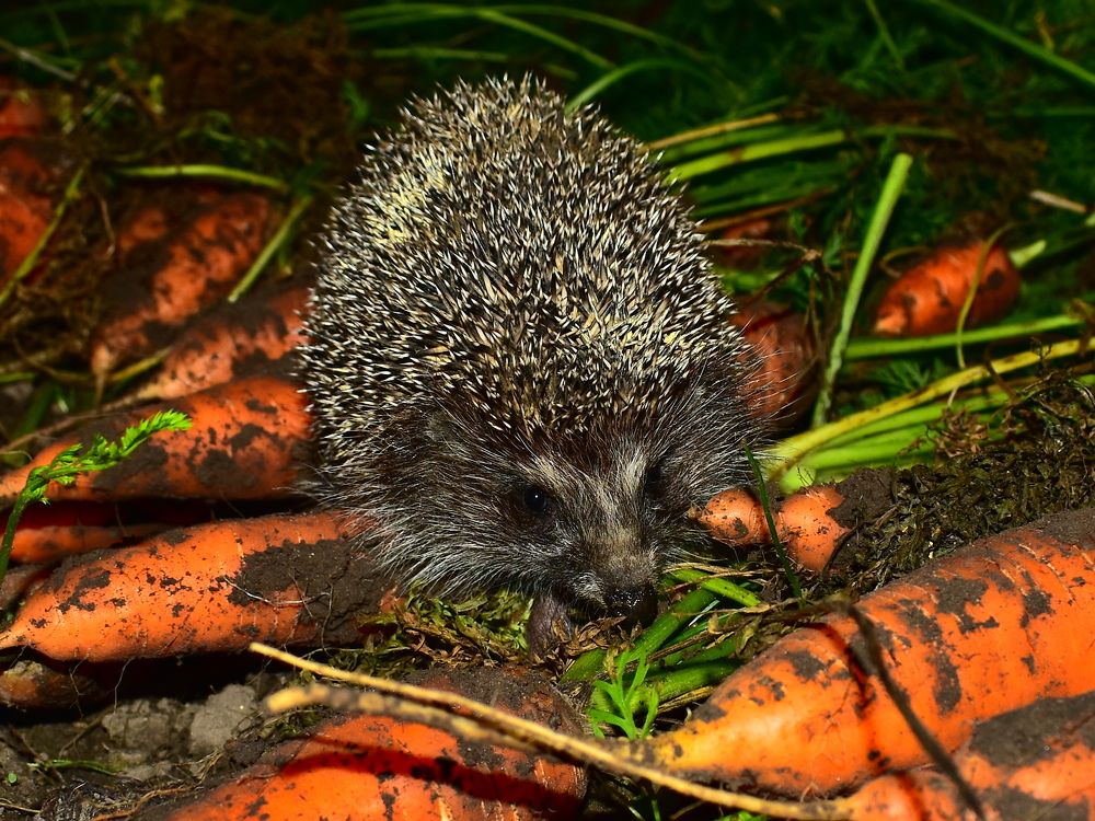 Photograph by Николай Абакумов