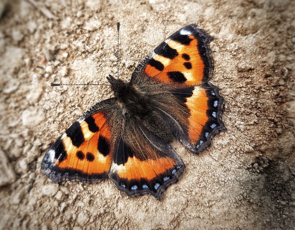 Photograph by Ярославна