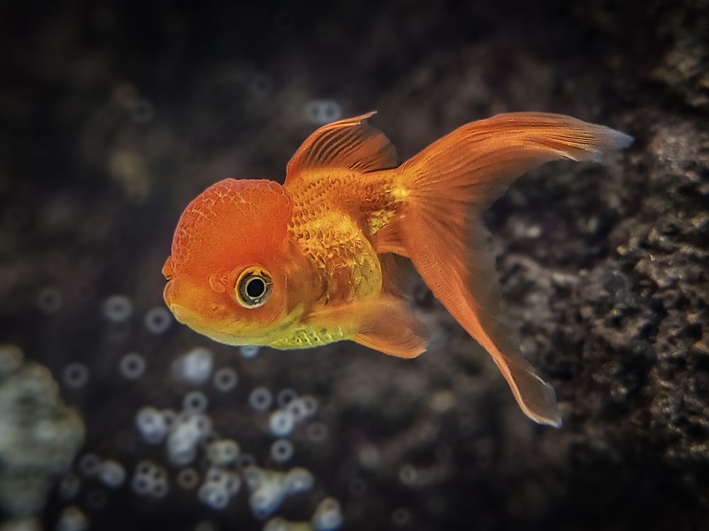 Photograph by Николай Шаповалов