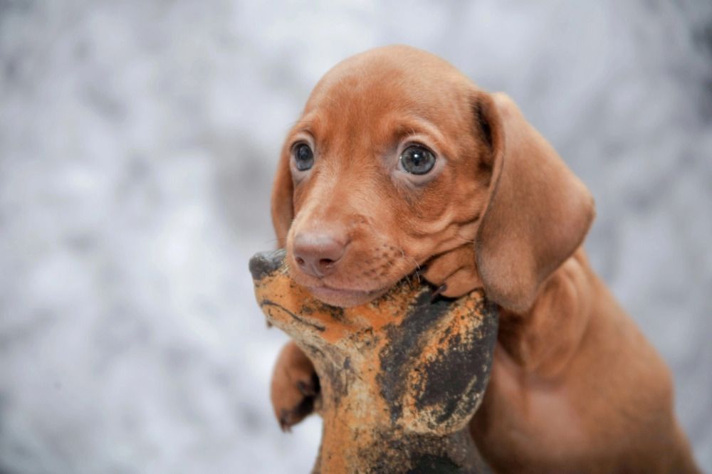 Photograph by Мария Лавриненко