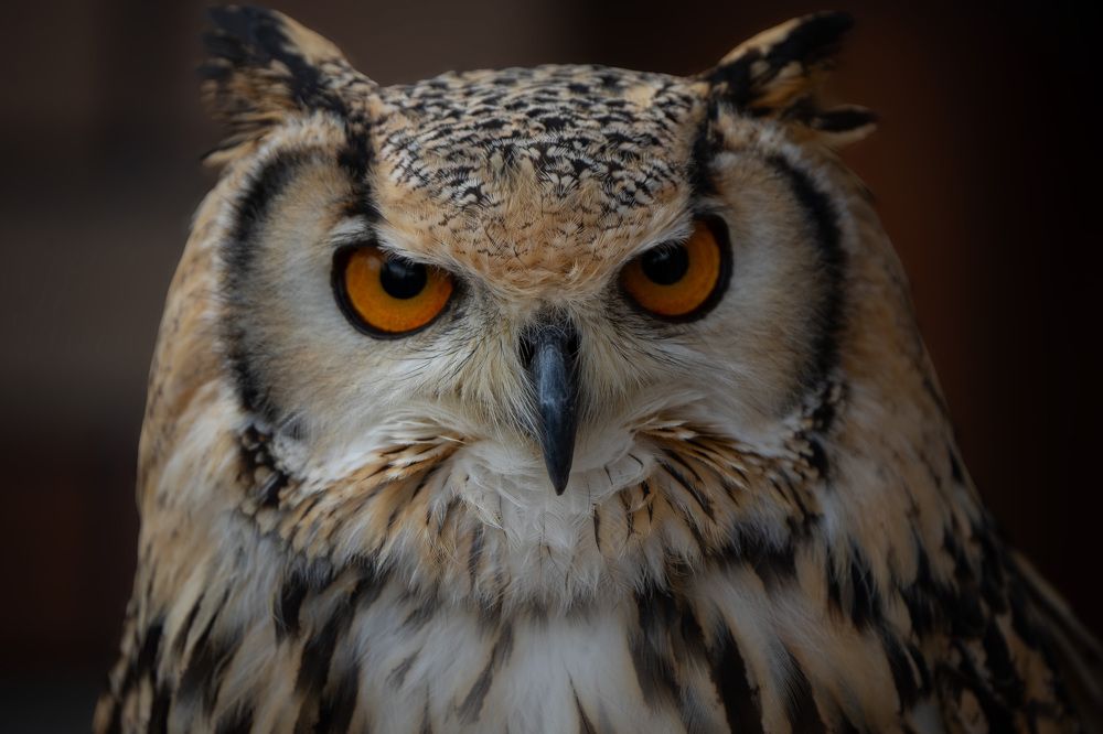 Фотография автора Ирина Зайцева