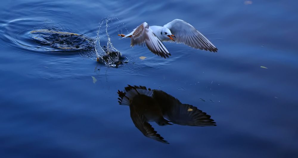 Photograph by Ольга Одаренко