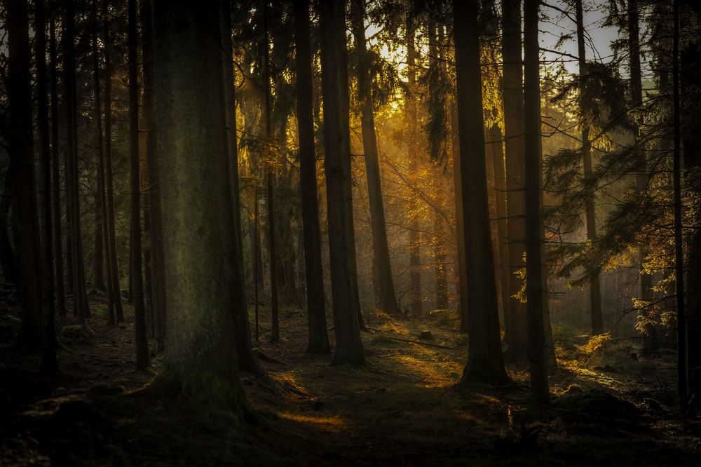 Photograph by Elena Mogilevich