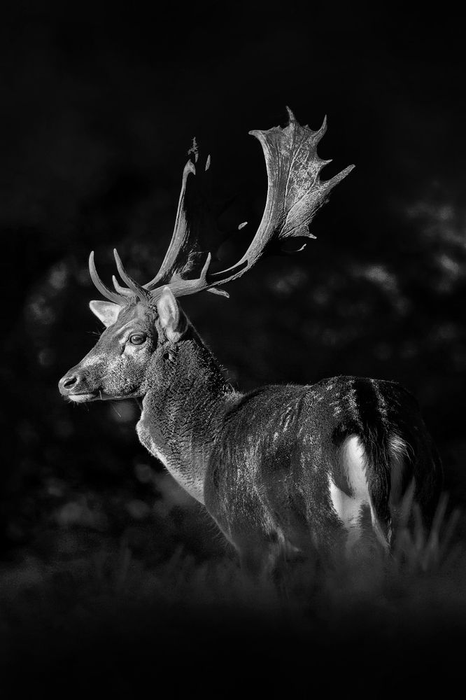 Photograph by Alessandro Moser