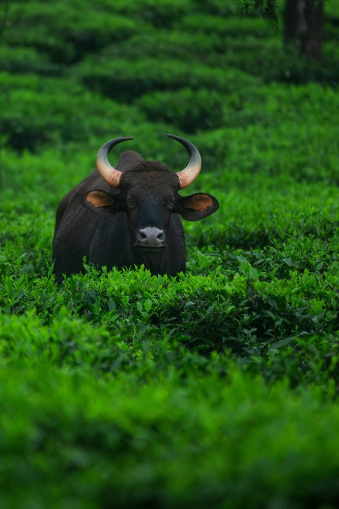 Photograph by Vivek Sundaram