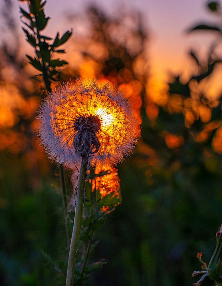 Сквозь пушистый одуванчик луч последний золотой...