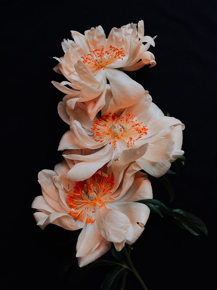 Photograph by Олена Уманцева