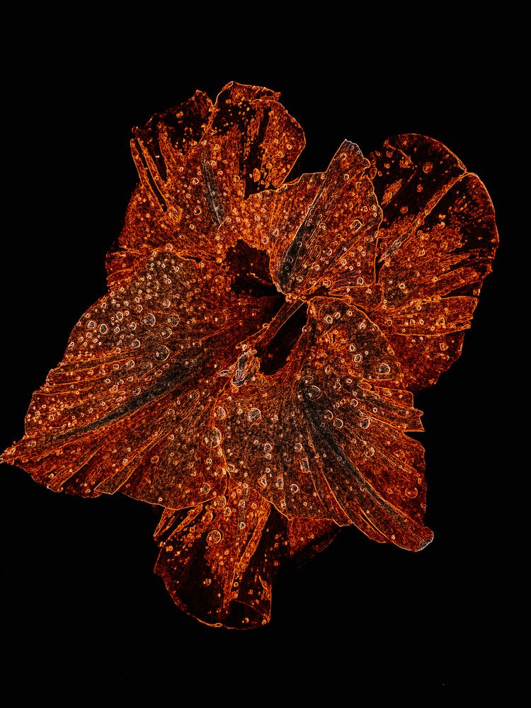 Photograph by Олена Уманцева